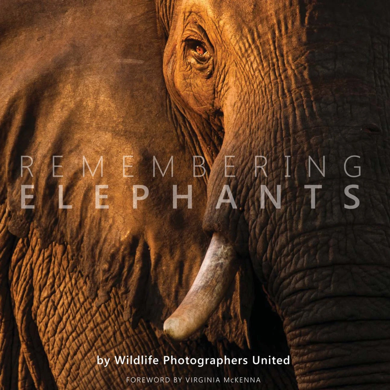 Margot Raggett Remembering Elephants Books